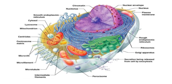 Answer The Following Study Of Cell Organelles Flashcards